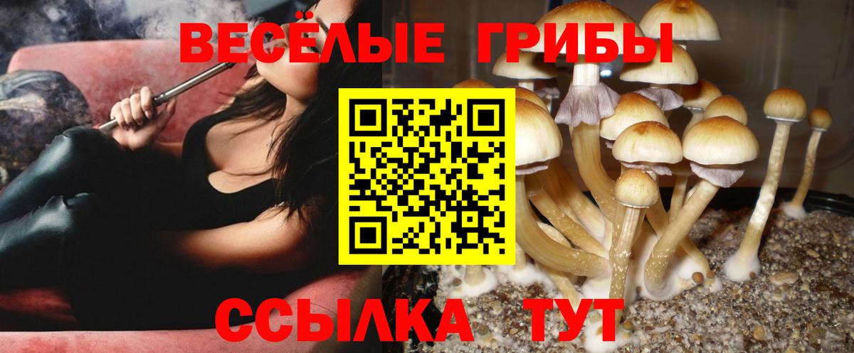 Псилоцибиновые грибы прущие грибы Кольчугино